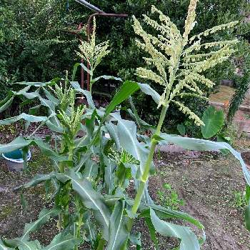 トウモロコシの雌花の投稿画像一覧 Greensnap グリーンスナップ