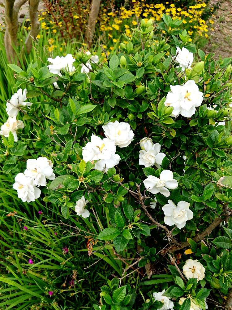 クチナシの投稿画像 By Harkaさん 花はいいねぇと香る花と花のある暮らしと白い花と地植え 19月7月18日 Greensnap グリーンスナップ