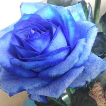 切り花♪の画像 by うさぎさん | インテリアと花のある暮らしと癒し系と切り花♪とブルーの薔薇♪