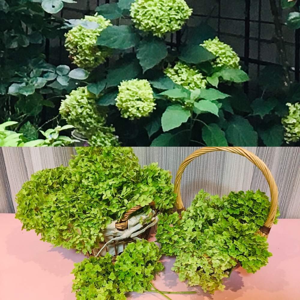 アナベルの生花で簡単にリース💚｜🍀GreenSnap（グリーンスナップ）