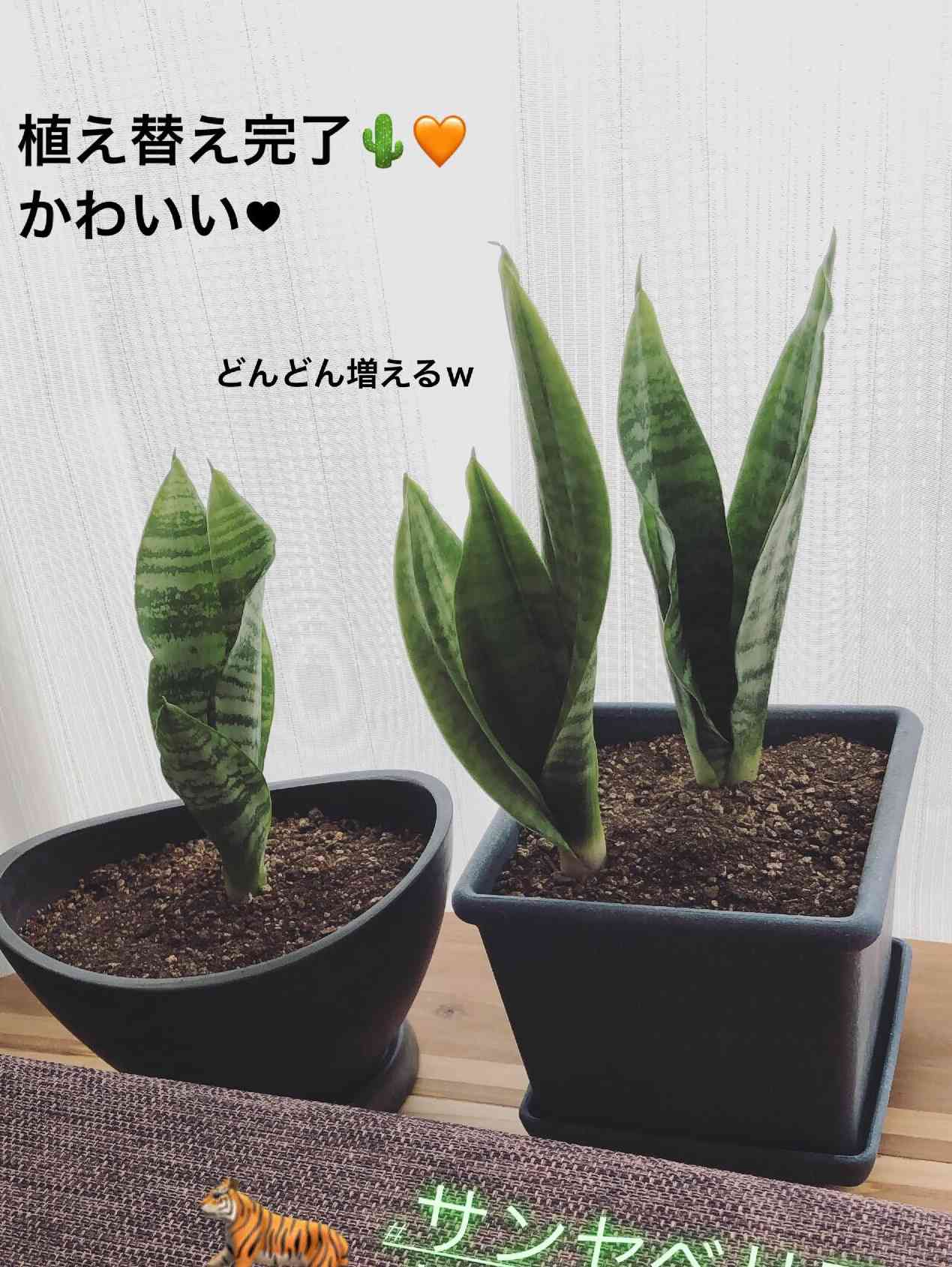 EMP サンセベリア Nok yung / 左が成長イメージ SA419 EMP サンセベリア Nok yung / 左が成長イメージ SA419 - メルカリ