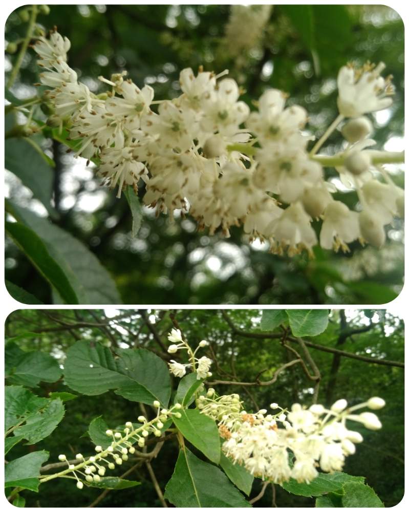 リョウブの投稿画像 By ざっき さん 野草と山道と山の中と山野草と梅雨の花と梅雨と花のある暮らしと小さな白い花と白い花としろいはなと梅雨を楽しむ 19月7月18日 Greensnap グリーンスナップ