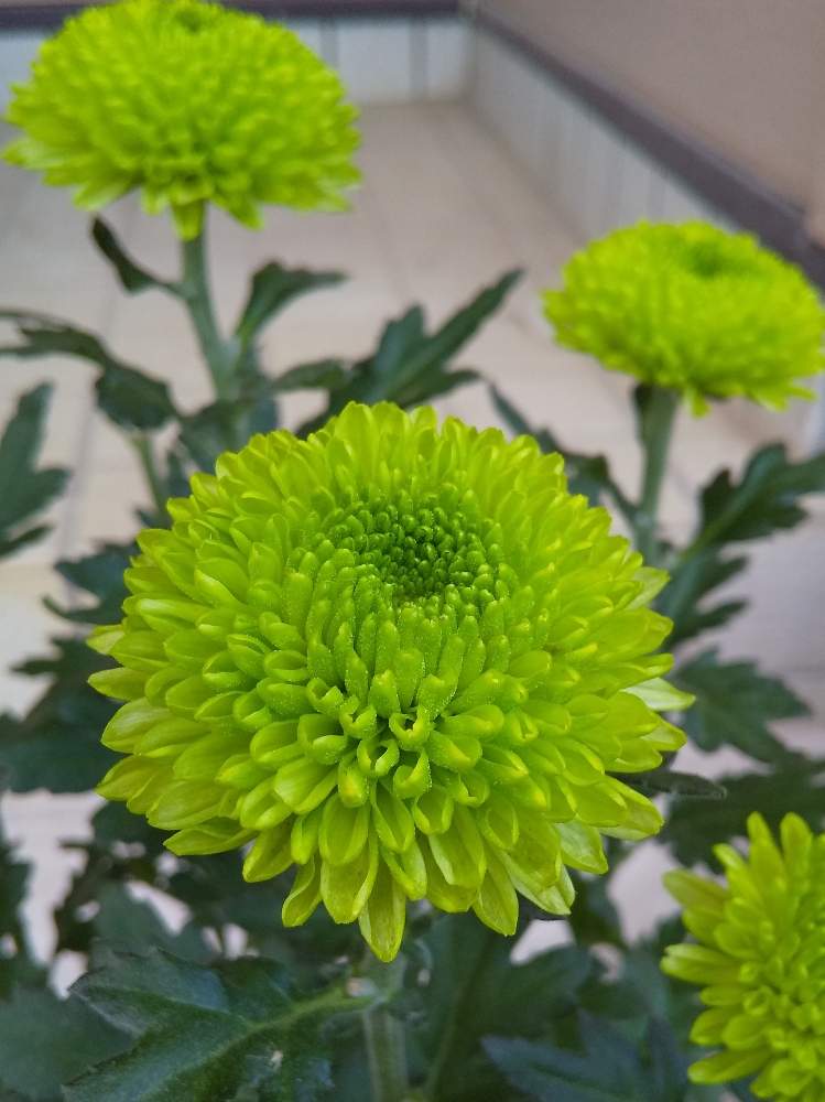 スプレーマムの投稿画像 By たまごさん 花のある暮らしと綺麗な花と緑色の花 19月7月19日 Greensnap グリーンスナップ