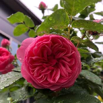 レオナルドダビンチ♡の画像 by ココさん | 小さな庭と花のある暮らしとバラ大好き❤️とレオナルドダビンチ♡