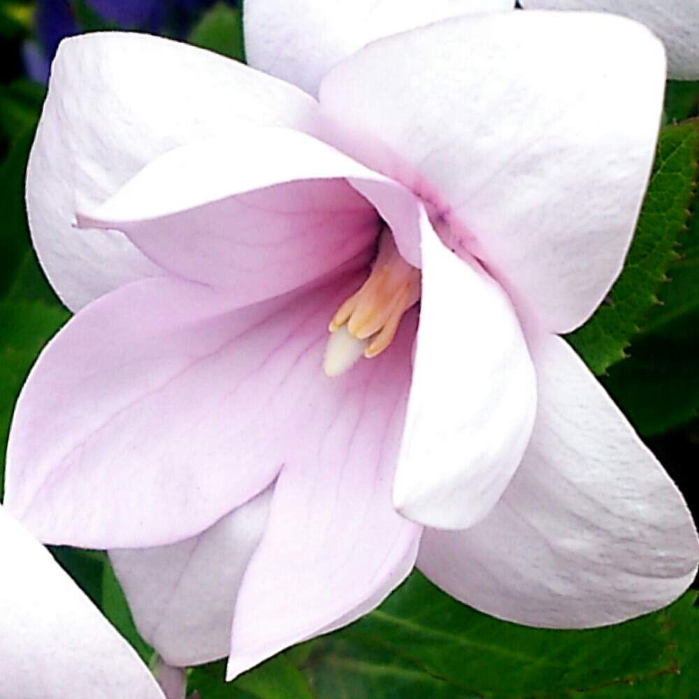桔梗の花の投稿画像 By Non Noさん ピンク色のお花と二重咲きキキョウ 19月7月19日 Greensnap グリーンスナップ