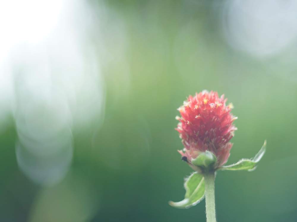 新着ストロベリー フィールド 花 すべての美しい花の画像 新着ストロベリー フィールド 花 すべての美しい花の画像