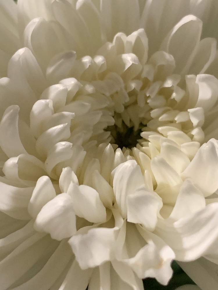 白菊の投稿画像 By ロビチビさん 19月7月19日 Greensnap グリーンスナップ