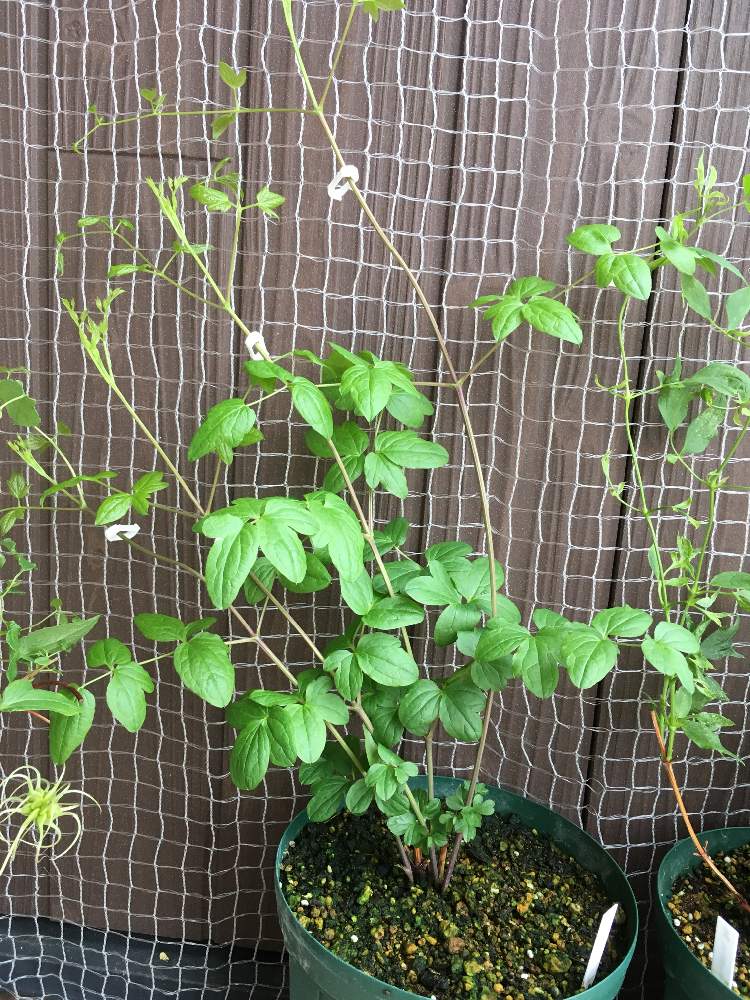 クレマチスの投稿画像 By Meguさん クレマチス 踊場と花のある暮らしとクレマチス と剪定 19月7月19日 Greensnap グリーンスナップ