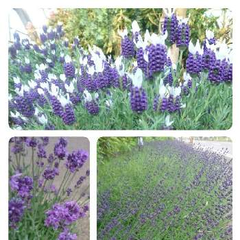 わたぼうしの投稿画像一覧 Greensnap グリーンスナップ