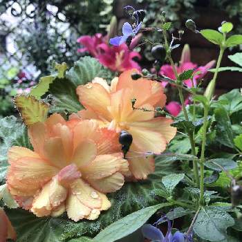 花色が素敵の画像 by キララさん | 小さな庭とクレロデンドルム ブルーウィングと寄せ植えとGS映えとお花に癒されてとコンテナガーデンと花色が素敵と花のある暮らしとブルーの花とベゴニア☆とフォーチュンベコニアと花色が可愛いとユリの花