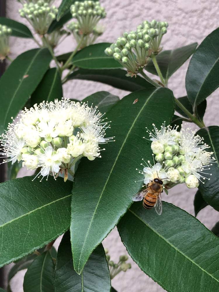 レモンマートルの投稿画像 By Ponzさん 19月7月19日 Greensnap グリーンスナップ