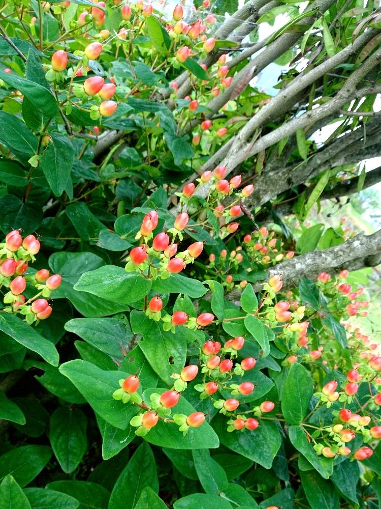 ヒペリカムの赤い実の投稿画像 By まきかなさん 花のある暮らし 19月7月19日 Greensnap グリーンスナップ