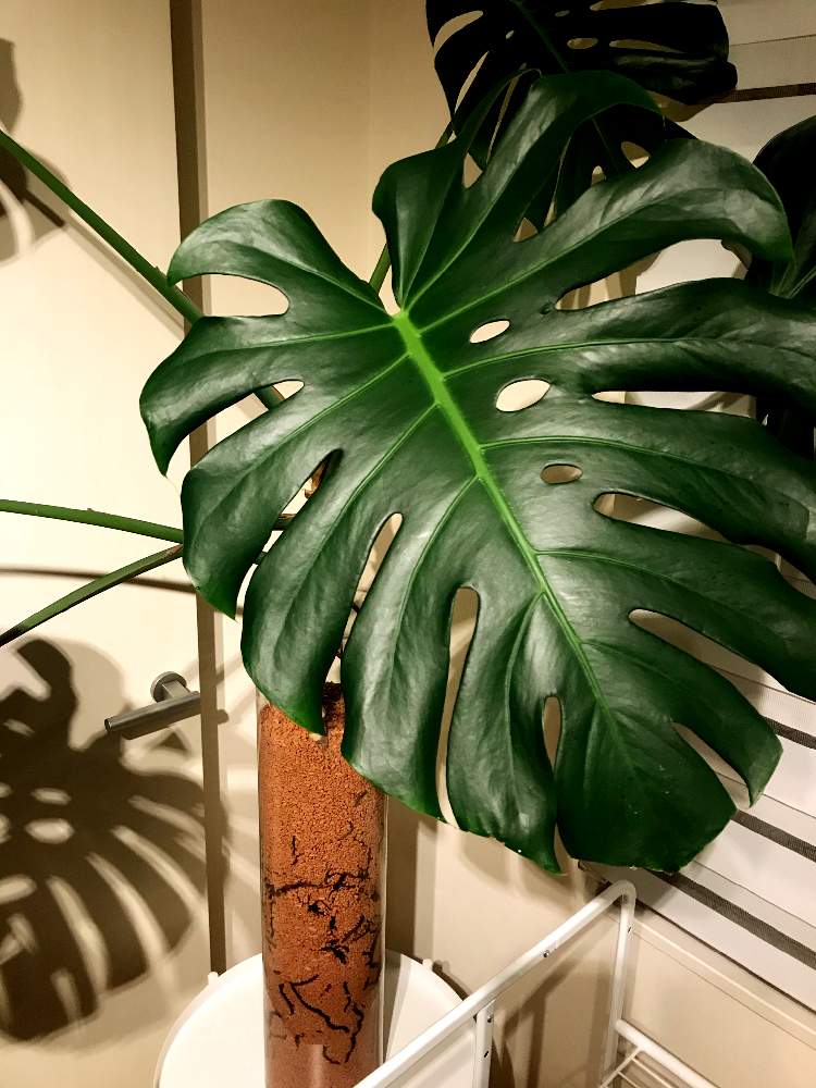 モンステラの投稿画像 By Hammerさん モンステラ デリシオーサとセラミス植えと観葉植物とシンボルツリーとgs映えと植中毒と今日の一枚と成長記録とインテリアグリーン 19月7月19日 Greensnap グリーンスナップ