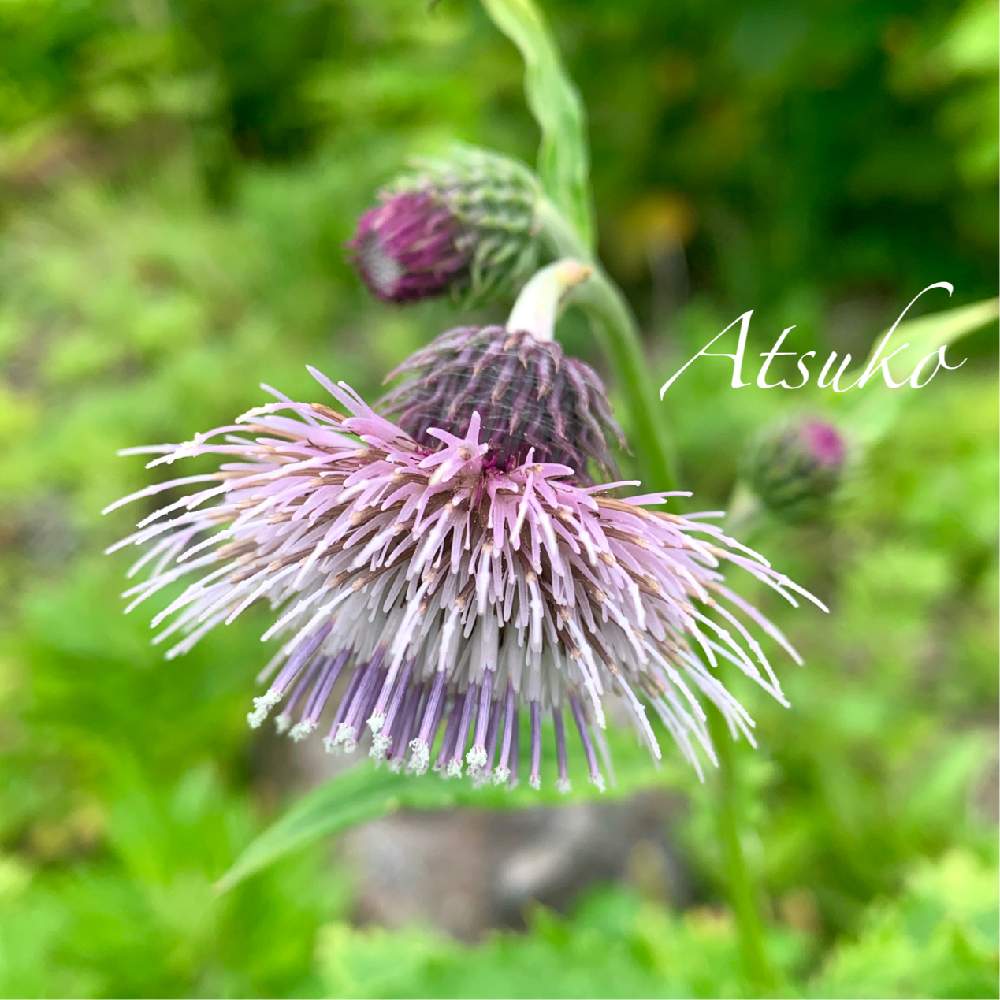 チシマアザミの投稿画像 By まりももさん 北海道と北海道の夏の花と北海道の高山植物と山野草大好きと山野草と夏の山野草と高山植物 夏とピンクの小花 19月7月19日 Greensnap グリーンスナップ