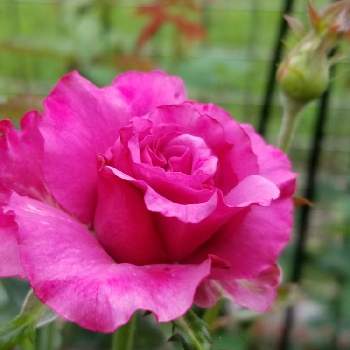 薔薇の初心者の画像 by takiさん | 小さな庭と花のある暮らしと薔薇好きと香りの花を育てたいと薔薇の初心者