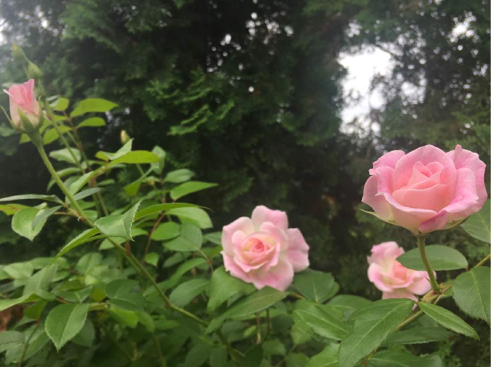 ピンクアイスバーグの投稿画像 By おじゃがさん 鉢植えのお花と花のある暮らしとばら バラ 薔薇と小さな庭と鉢植えのお花と花のある暮らしとばら バラ 薔薇 19月7月19日 Greensnap グリーンスナップ Greensnap グリーンスナップ