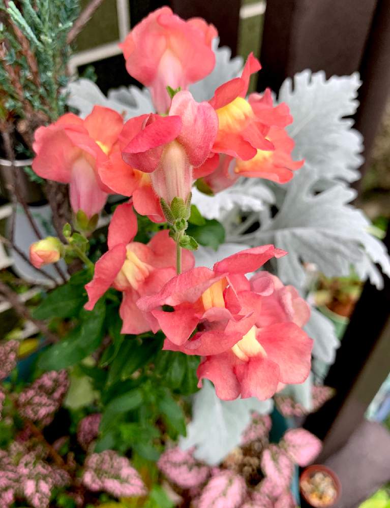 花のある暮らしの投稿画像 By Ma さん ピンクのかわいい花と花の名前がいい 19月7月19日 Greensnap グリーンスナップ