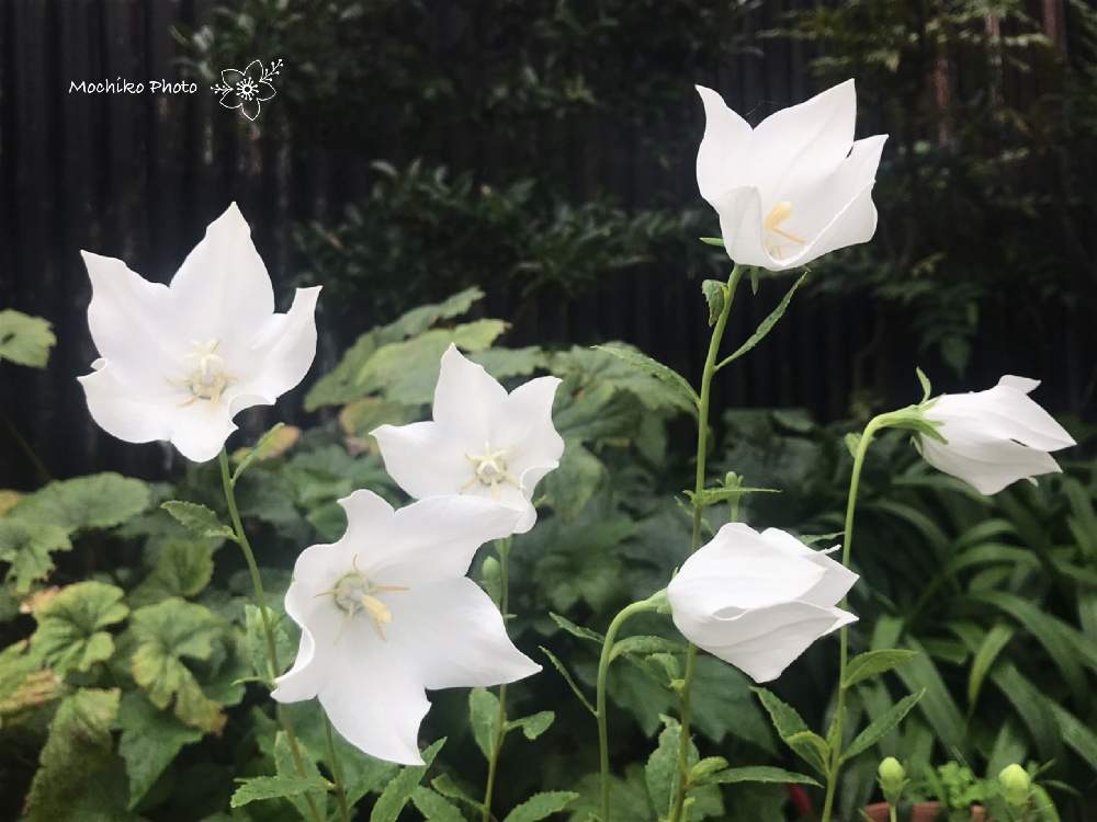 白い桔梗の投稿画像 By さくら餅子さん ガーデニングと花のある暮らしと白い花と桔梗の花と庭の宿根草 19月7月19日 Greensnap グリーンスナップ