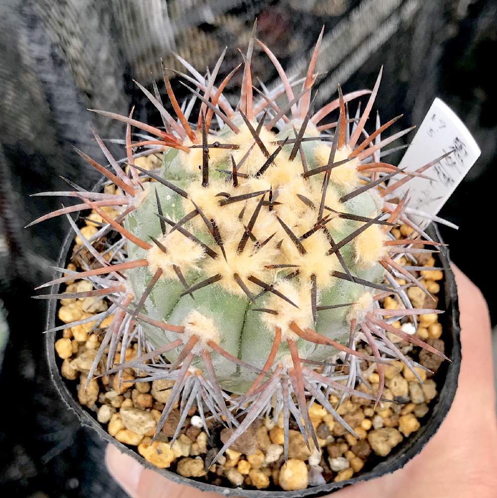 サボテン コピアポア レンベッキーCopiapoa lembckei鬼女冠