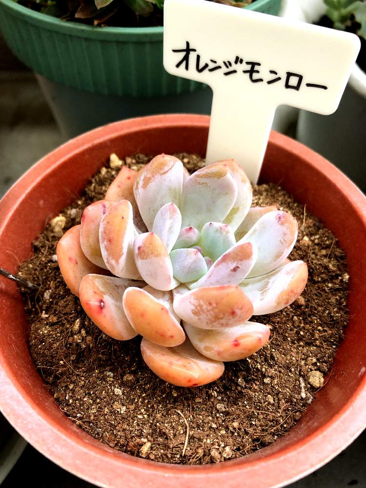 ハンドメイドオレンジモンロー 錦 多肉植物 - sorveteriadipaolo.com.br