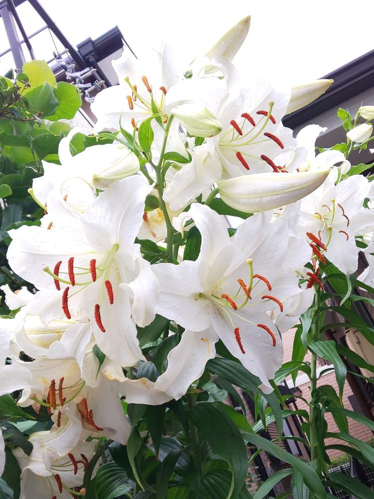 カサブランカの投稿画像 By Jun さん ステキな香りと満開 とステキ と癒しと大輪ときれいと白い花と植えっぱなし球根 19月7月19日 Greensnap グリーンスナップ