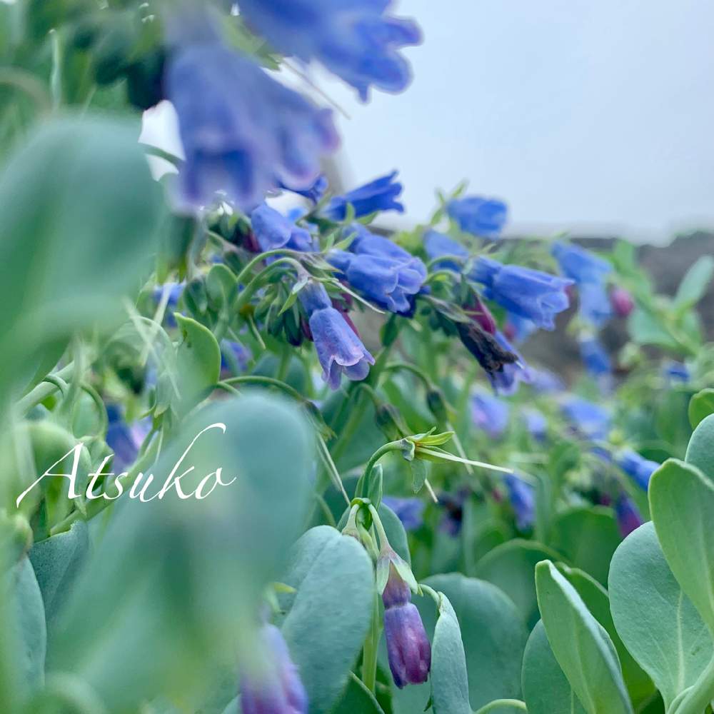 ハマベンケイソウの投稿画像 By まりももさん 北海道と北海道の夏の花と青い花と小花好きと北海道の高山植物と山野草と夏の山野草と高山植物 夏と山野草大好きと北海道と北海道の夏の花と青い花と小花好きと北海道の高山植物と山野草と夏の山野草と高山植物 夏と山野草