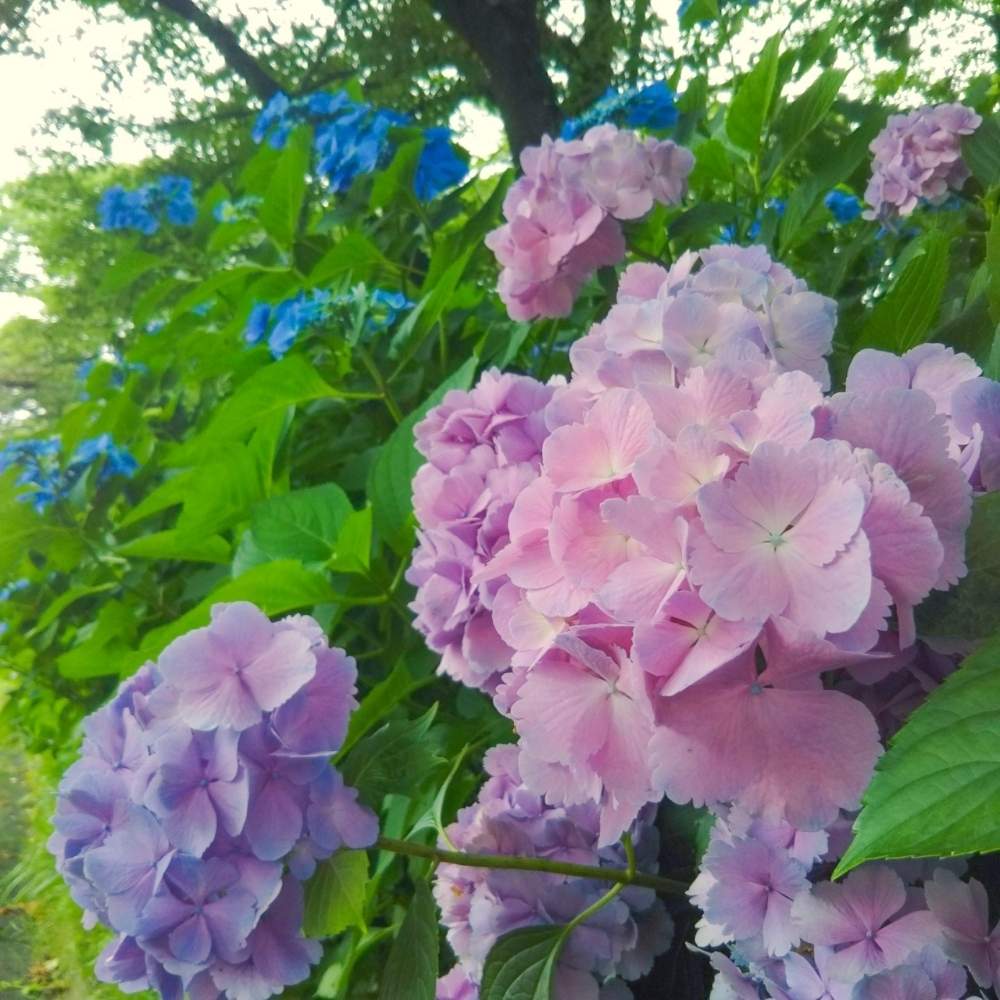 紫陽花の投稿画像 By Emmaさん 岩手県と紫陽花 アジサイ あじさいとアジサイ 紫陽花と北上 展勝地と夏でも元気な花フォトコンと岩手県と紫陽花 アジサイ あじさいとアジサイ 紫陽花と北上 展勝地と夏でも元気な花フォトコン 19月7月19日 Greensnap グリーン