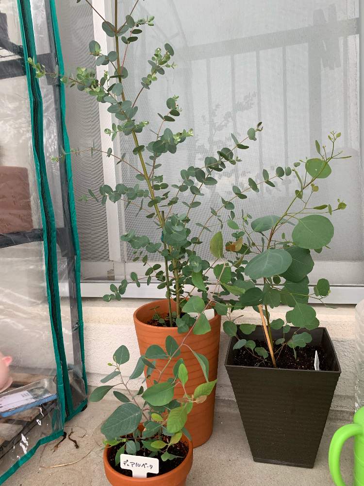 ユーカリの投稿画像 By 夕さん ユーカリ ポポラスとユーカリグニーとデュアルベータとバルコニー ベランダとベランダガーデニングと綺麗と可愛いとガーデニングと花のある暮らしとgreen Up とお花屋さんとバルコニストとベランダガーデニングと綺麗と可愛いと