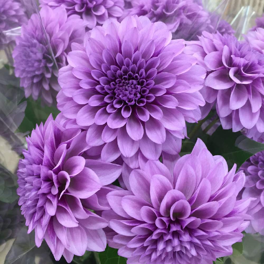 ムラサキの花の投稿画像 By 白花葉さん Beautifulと素敵オーラ ときれいと大輪の花と花のある暮らしとオトナ色とダリアとダリア ムーンストーンと ムラサキの花とbeautifulと素敵オーラ ときれいと大輪の花と花のある暮らしとオトナ色 19月7月19日 Greensnap