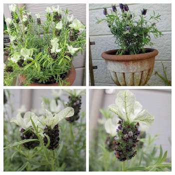 綿帽子の投稿画像一覧 Greensnap グリーンスナップ