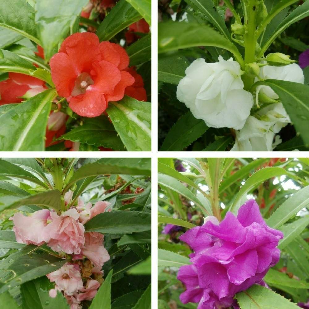 ホウセンカの投稿画像 By Otoさん 夏 ととある花壇と秘密の公園と夏でも元気な花フォトコン 19月7月19日 Greensnap グリーンスナップ