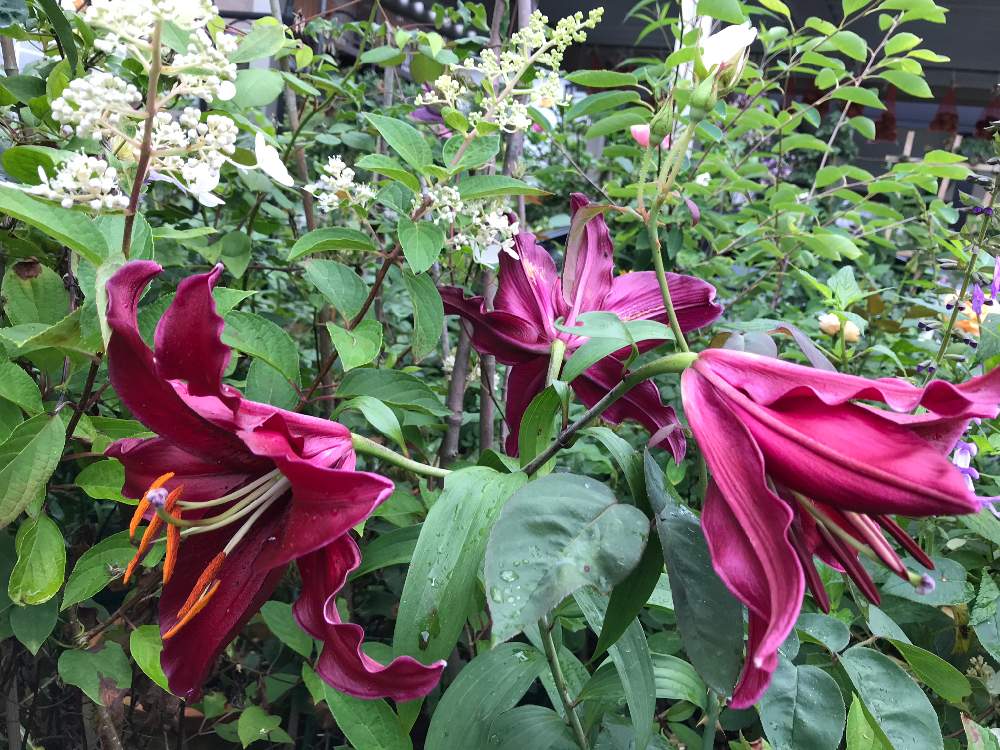 レッドカサブランカの投稿画像 By Vogel さん 植えっぱなし球根 19月7月日 Greensnap グリーンスナップ レッドカサブランカの投稿画像 By Vogel さん 植えっぱなし球根 19月7月日 Greensnap グリーンスナップ