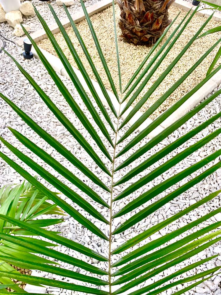 ミニチュアココナッツパームの投稿画像 By Yskspdさん ヤシの木と観葉植物と南国とトロピカルとヤシ 19月7月日 Greensnap グリーンスナップ