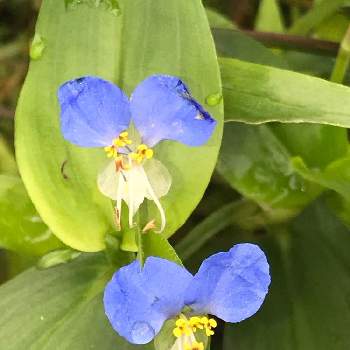 可愛い野菜の花の投稿画像一覧 Greensnap グリーンスナップ