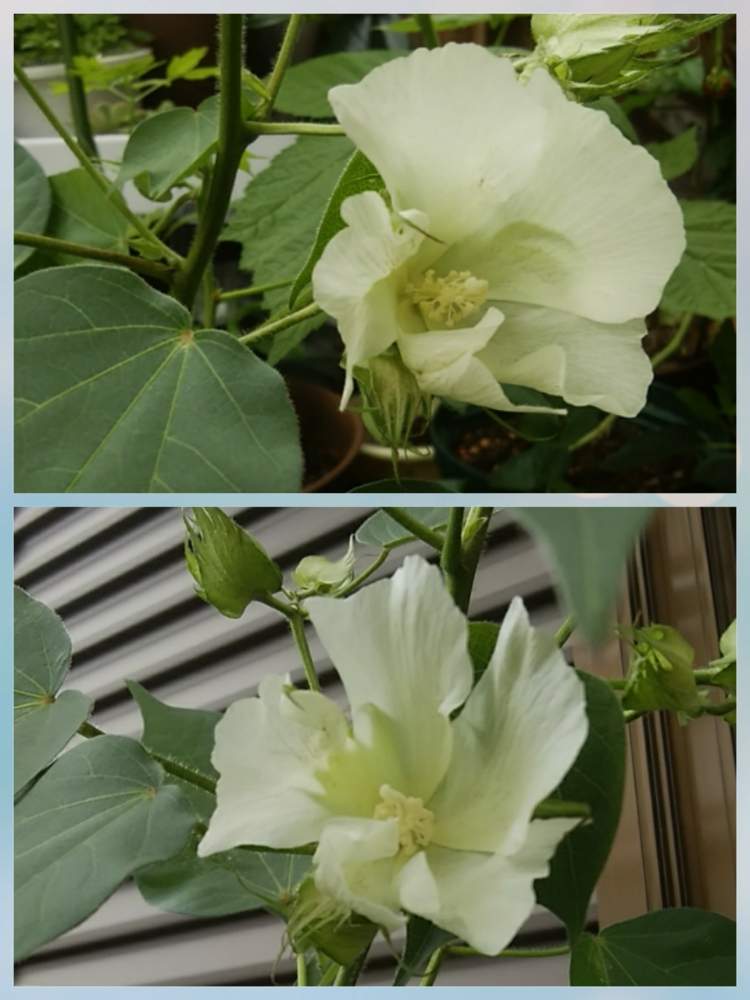 トップ100綿花 花 言葉 最高の花の画像