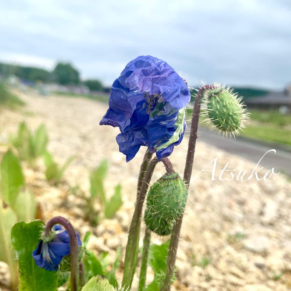 ブルーポピーの投稿画像 By まりももさん 北海道と幻の花と北海道の夏の花と青い花 19月7月日 Greensnap グリーンスナップ