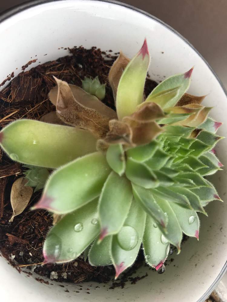 すべての美しい花の画像 50 素晴らしいコーナン 多肉 植物