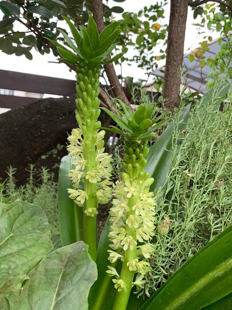 パイナップルリリーの投稿画像 By 和さん 球根植物と植えっぱなしとパイナップルリリー とさいた 19月7月日 Greensnap グリーンスナップ