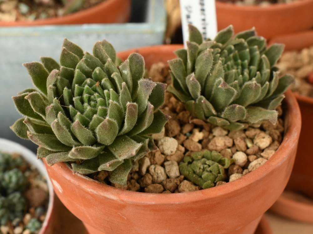 06 センペルビウム達の生長記録。2019.2.10～2021.11.5更新