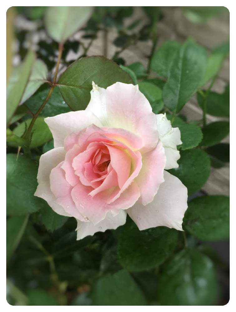 薔薇好きの投稿画像 By ミーシャさん 薔薇に魅せられてとお庭でお茶と花のある暮らしとマチルダ薔薇と夏でも元気な花フォトコンとバラ マチルダ 19月7月日 Greensnap グリーンスナップ