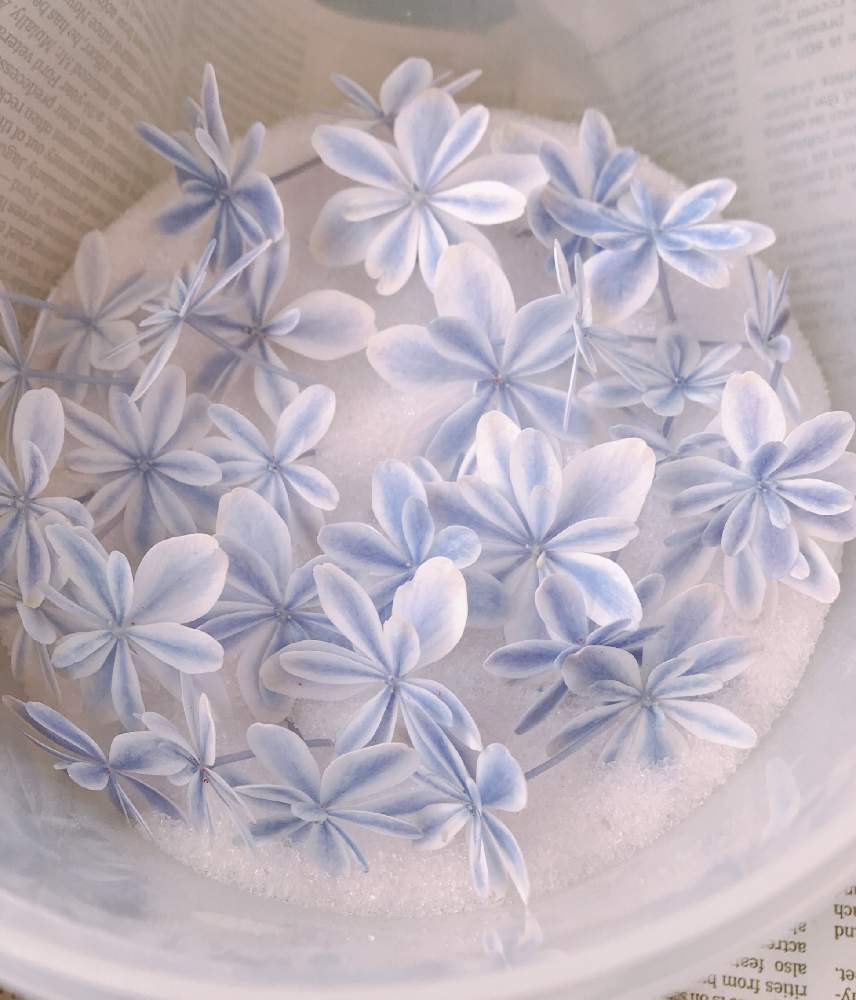 キュンキュン乙女倶楽部の投稿画像 By ふにゃふにゃさん 紫陽花万華鏡とドライフラワーとgsのみなさんに感謝 と紫陽花 アジサイ あじさい とお花は癒しと毎日癒されますとキュンキュン乙女倶楽部と紫陽花万華鏡とドライフラワーとgsのみなさんに感謝 と紫陽花 アジサイ