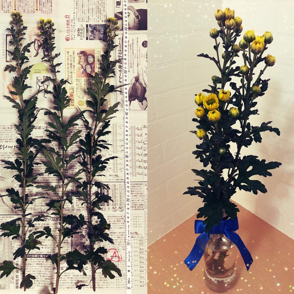 小菊の投稿画像 By はにーさん キクとコギクと黄色い花と収穫と花のある暮らしとこなつとプランター植え 19月7月日 Greensnap グリーンスナップ