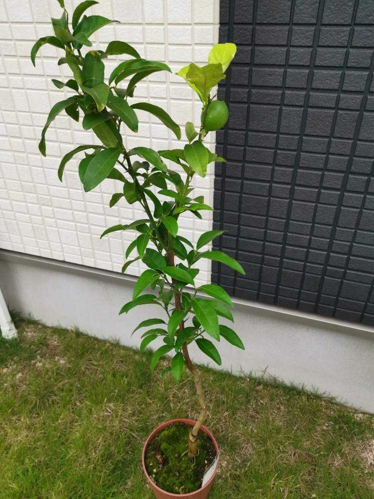 璃の香 レモン 苗木 - 植物/観葉植物