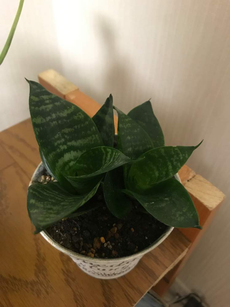 サンスベリア ハニーコンパクタの投稿画像 By Mr Oさん 19月7月日 Greensnap グリーンスナップ