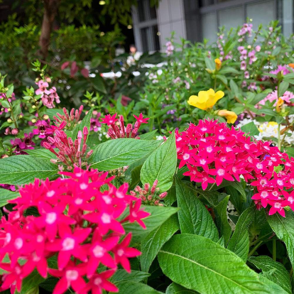 アンゲロニアの投稿画像 By Tenさん ペンタスとポーチュラカと街の花壇とペンタスの花とgs映えと花のある暮らしと夏でも元気な花フォトコンとお出かけ先にて 19月7月日 Greensnap グリーンスナップ