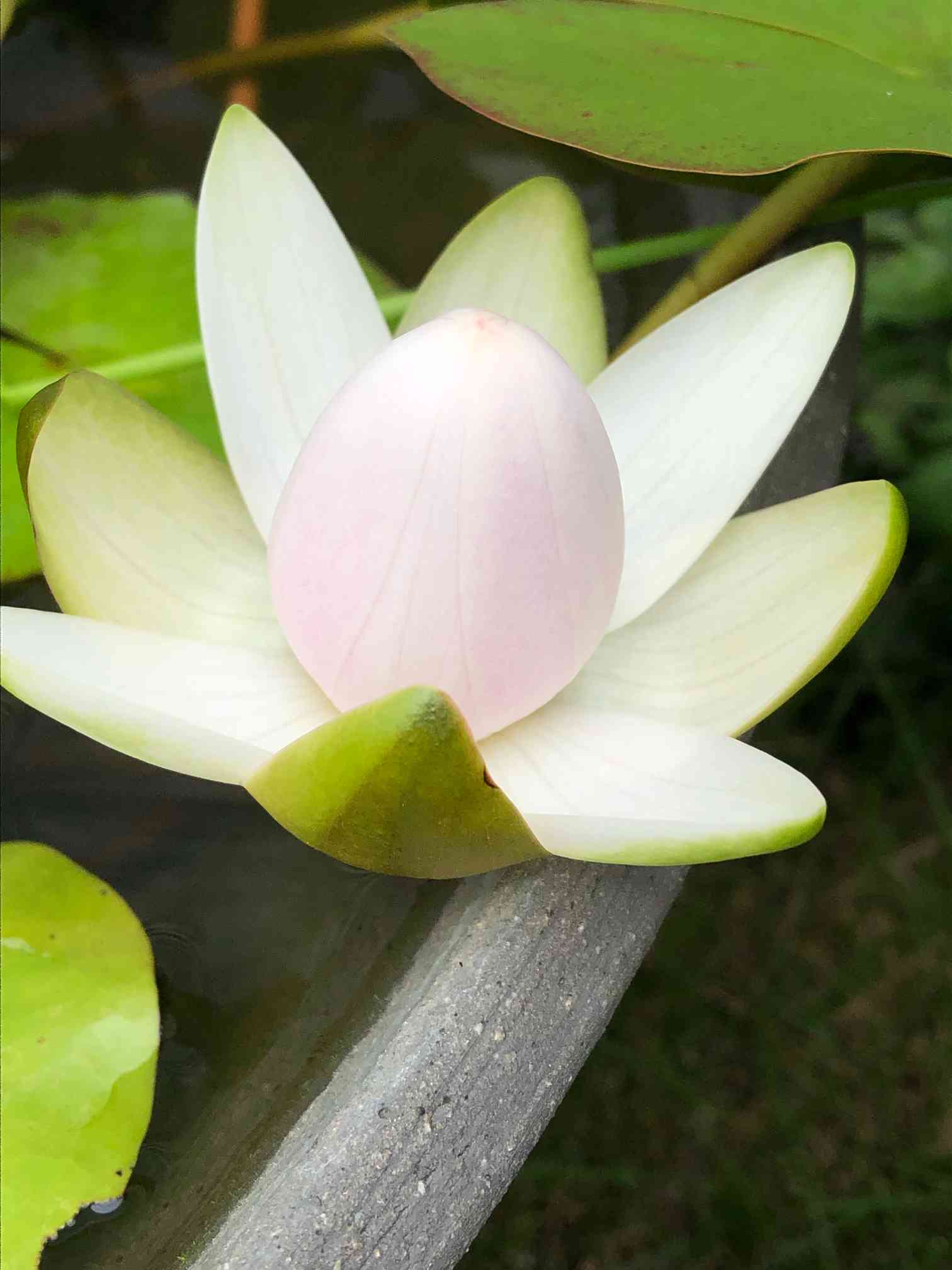 睡蓮　ダーウィン他睡蓮 Nymphaea 'Thongsup'（トンスプ）: 睡蓮図鑑（睡蓮愛）