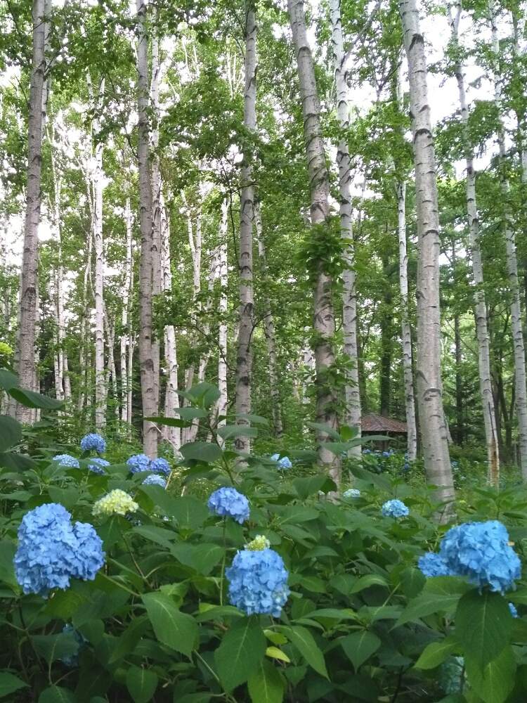 紫陽花の投稿画像 By Dayanさん シラカバと北海道といやされるとナチュラルスタイルと夏でも元気な花フォトコン 19月7月日 Greensnap グリーンスナップ