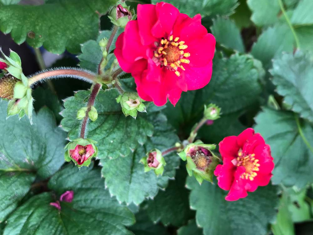 赤花のイチゴの投稿画像 By Ladybirdさん Htcとピンクの花と赤い花 と今日の一枚と今日のお花とガーデニングと咲いた と花のある暮らし 19月7月日 Greensnap グリーンスナップ