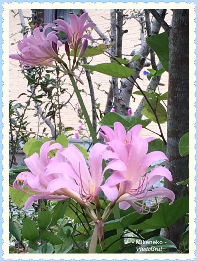 ナツズイセンの投稿画像 By 三毛猫さん 薄ピンク色の花と夏の花と花のある暮らしと夏でも元気な花フォトコンと球根植物 19月7月日 Greensnap グリーンスナップ