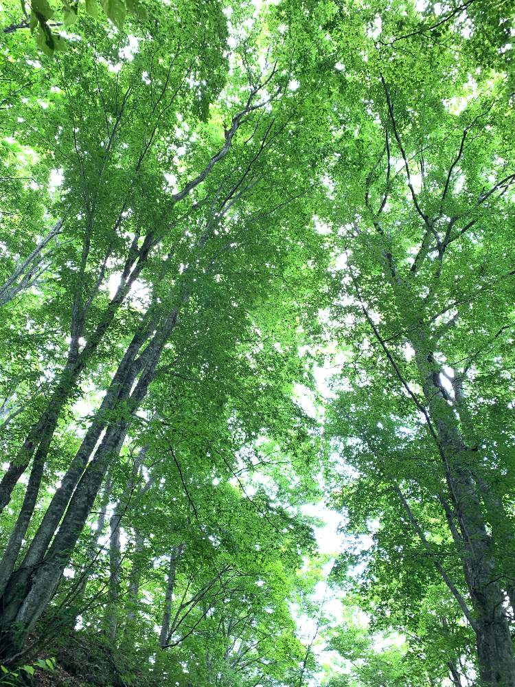 ブナの投稿画像 By Reiconさん ブナの木と白神山地と世界自然遺産 19月7月21日 Greensnap グリーンスナップ